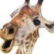 Image for article titled Giraffes Trying To Usurp Cats As Most Beloved Internet Creatures